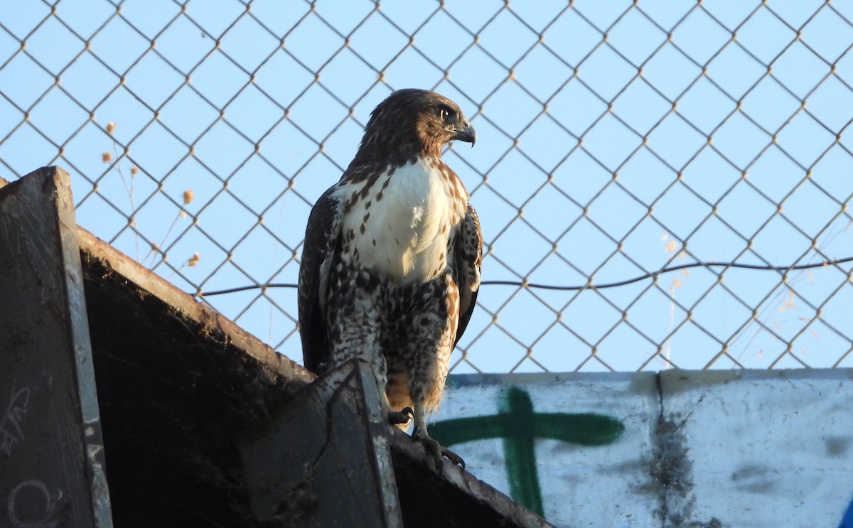 Red-tailed Hawk - ML641824614