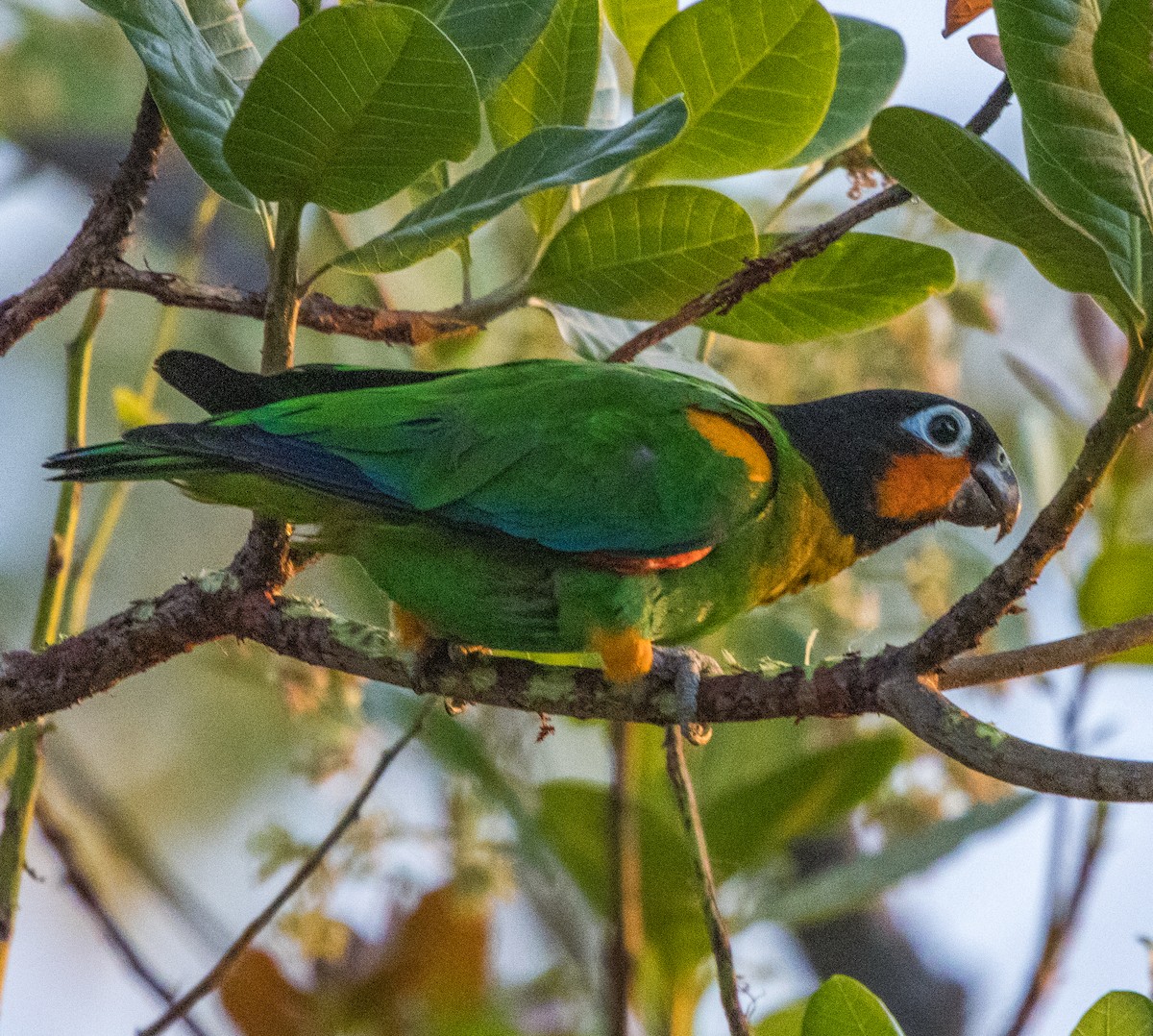 Orange-cheeked Parrot - ML641824619