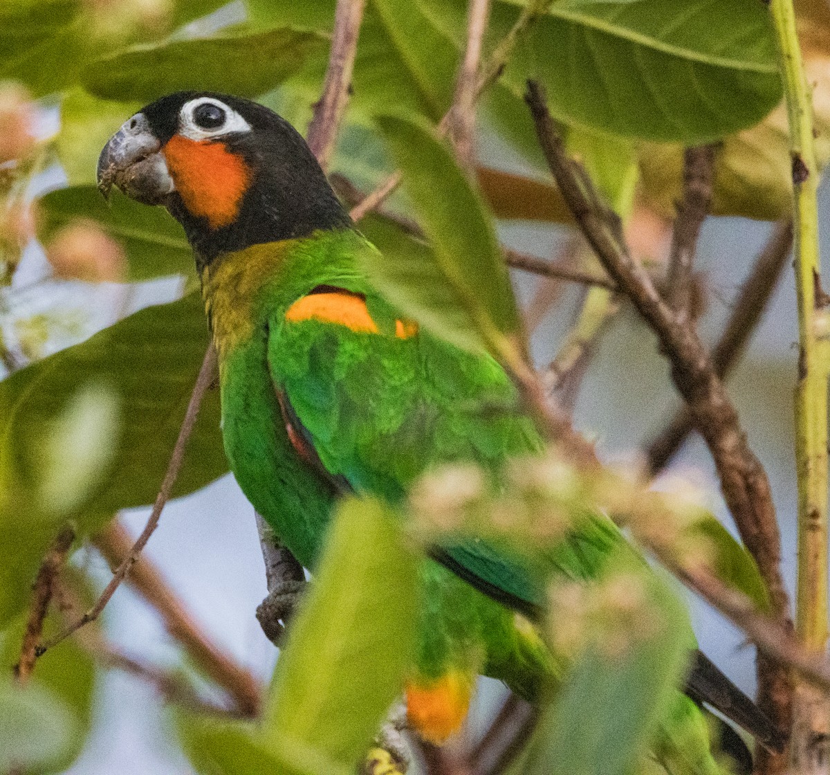 Orange-cheeked Parrot - ML641824620
