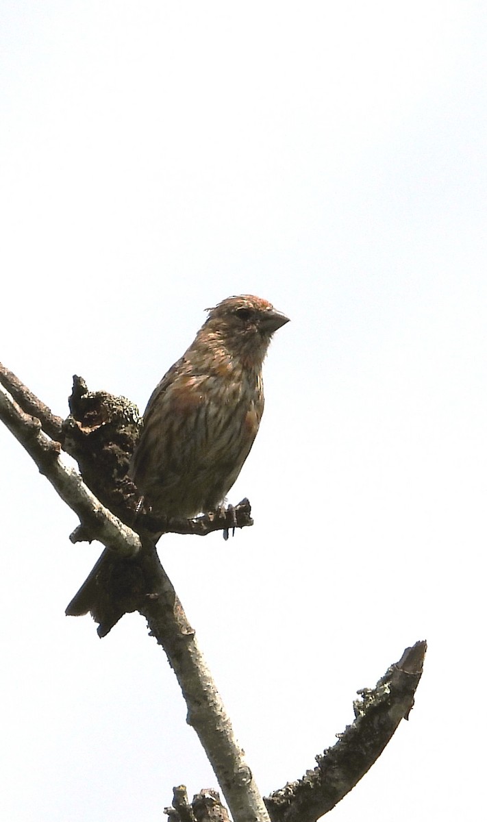 Stripe-headed Sparrow - ML641824657