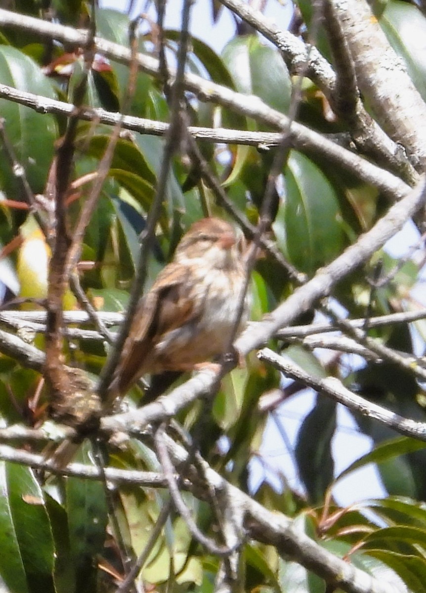 Stripe-headed Sparrow - ML641824658