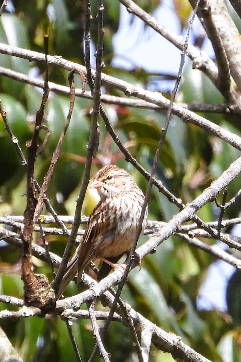 Stripe-headed Sparrow - ML641824659