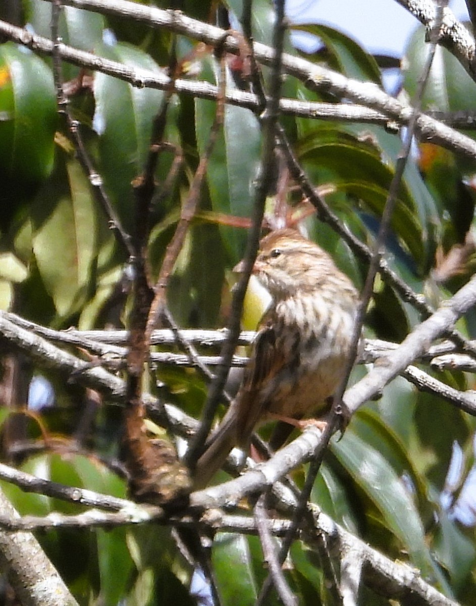 Stripe-headed Sparrow - ML641824660