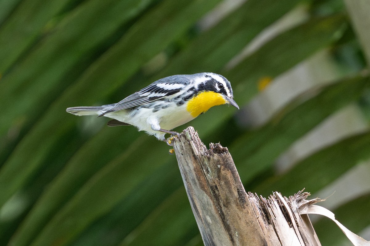 Goldkehl-Waldsänger - ML641824665