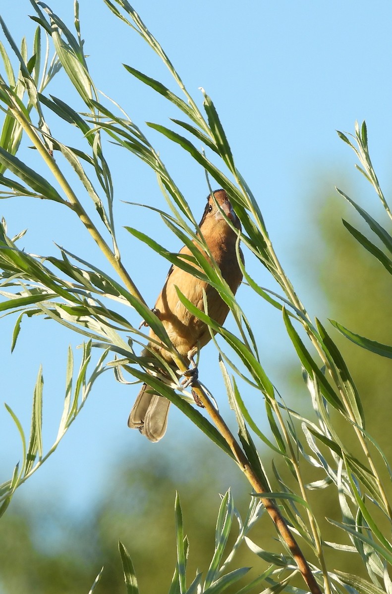 Blue Grosbeak - ML641824667
