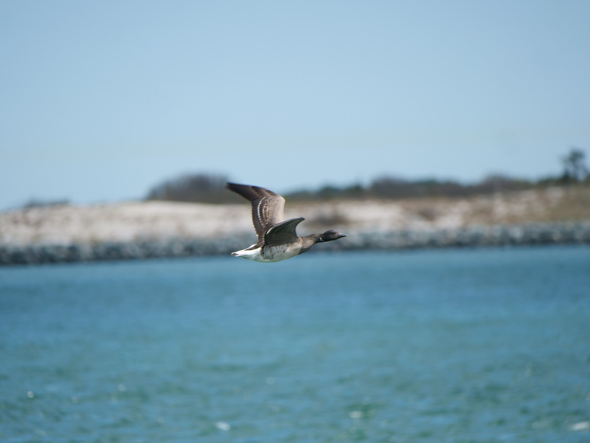 Brant - ML641824668