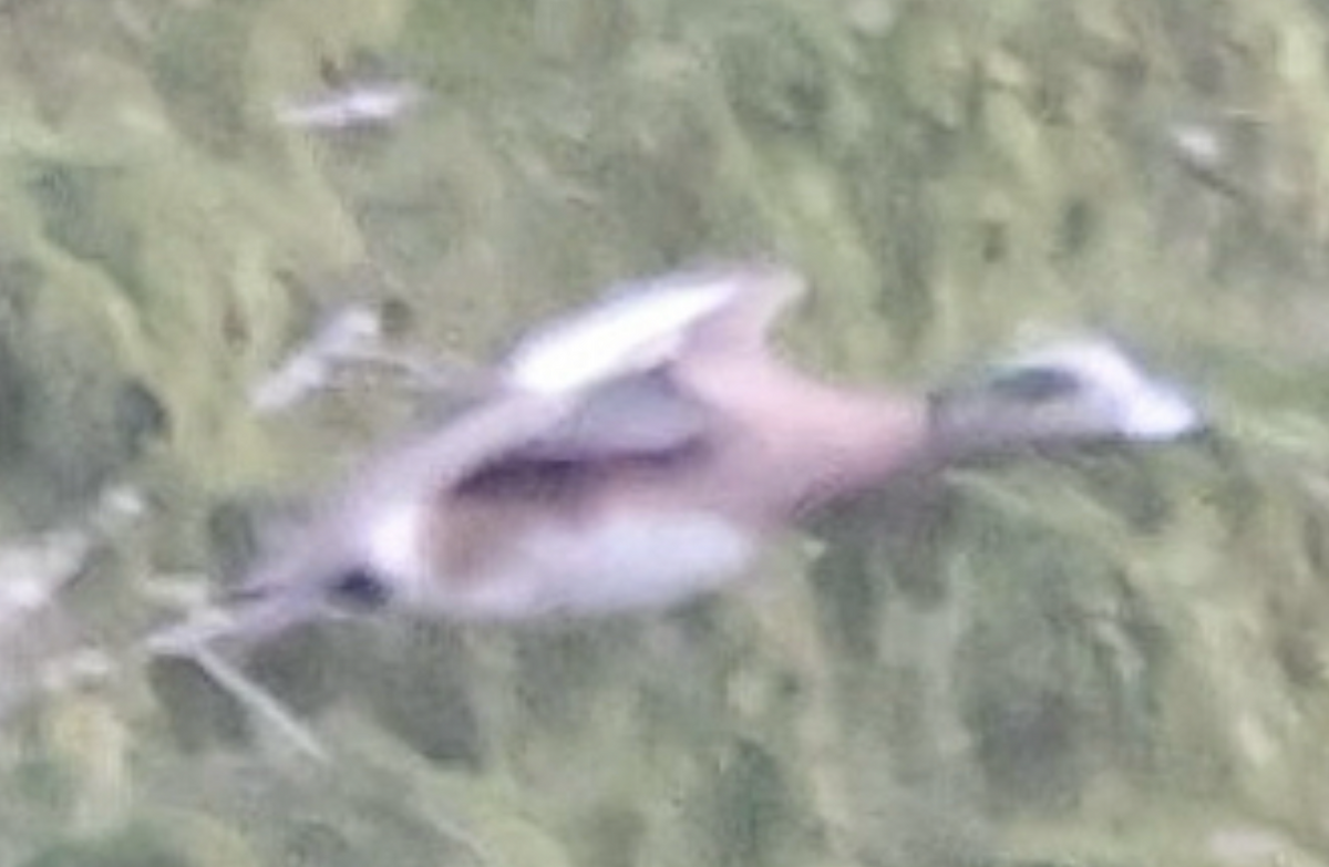 Canard d'Amérique - ML641824682