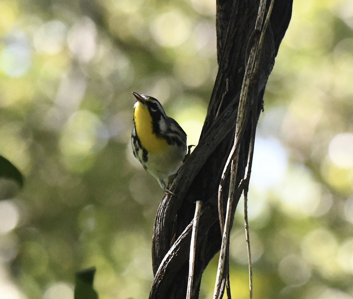 Goldkehl-Waldsänger - ML641824683