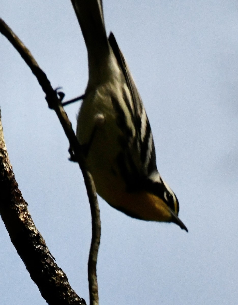 Goldkehl-Waldsänger - ML641824684