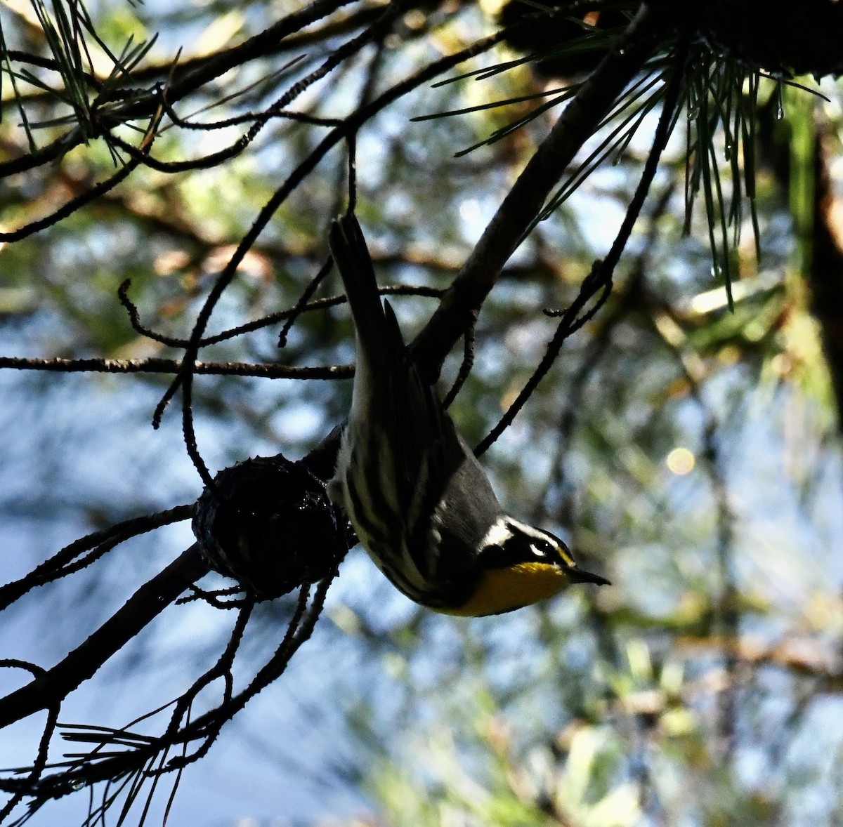 Goldkehl-Waldsänger - ML641824685
