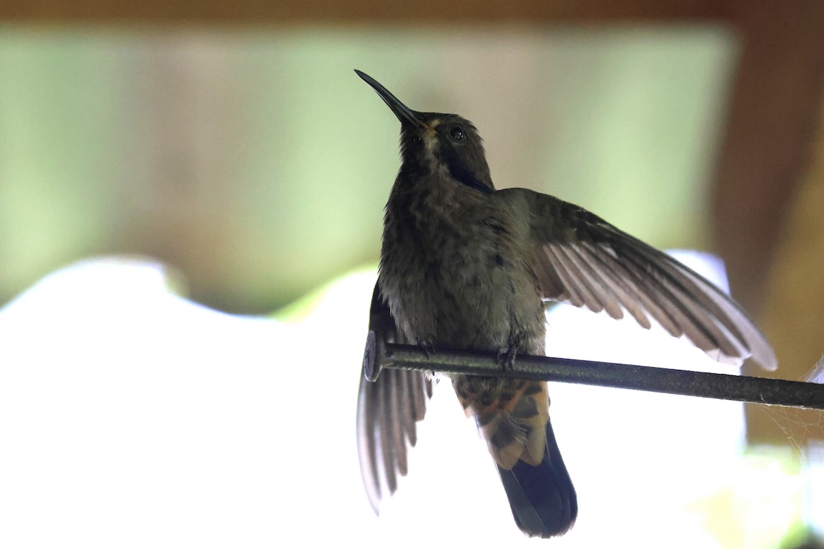 Brown Violetear - ML641824697