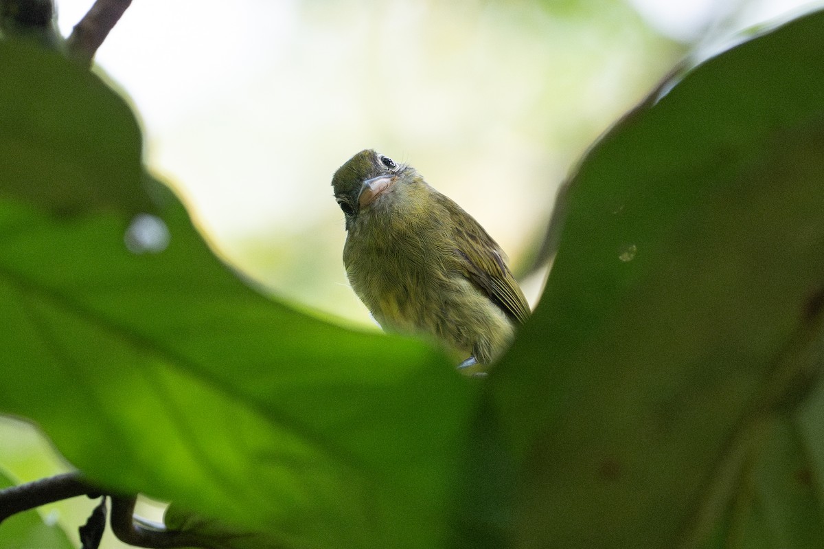 Eye-ringed Flatbill - ML641824712