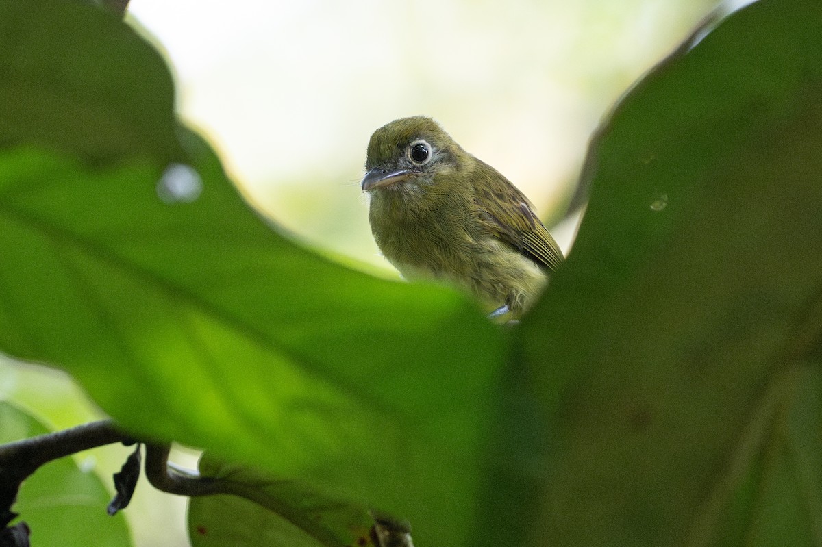 Eye-ringed Flatbill - ML641824713