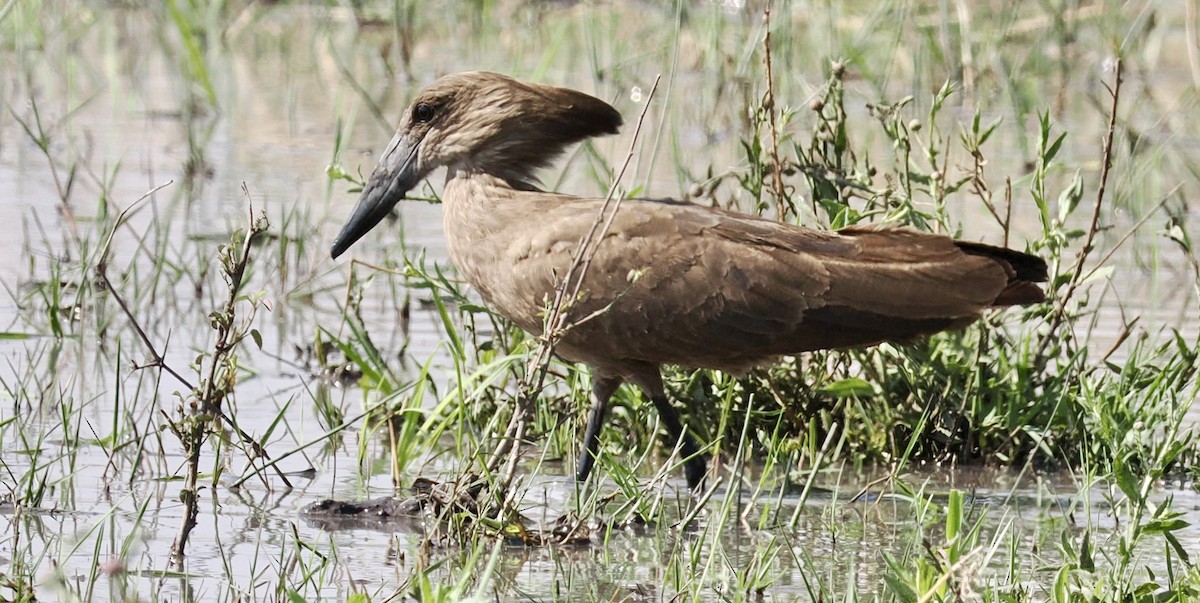 Hamerkop - ML641824721