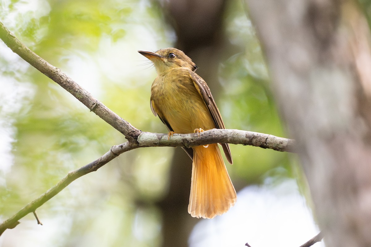 Tropical Royal Flycatcher - ML641824741