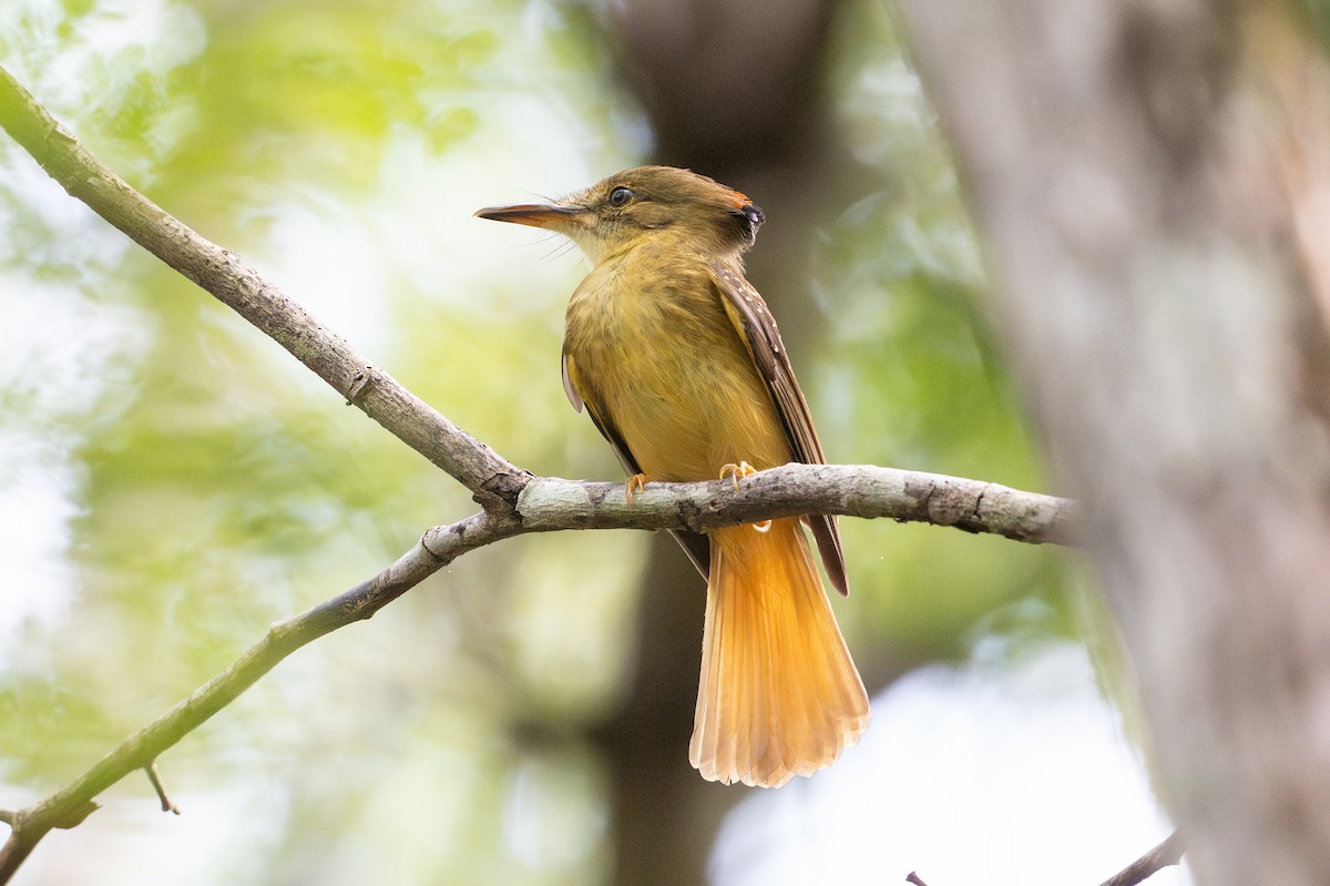 Tropical Royal Flycatcher - ML641824742