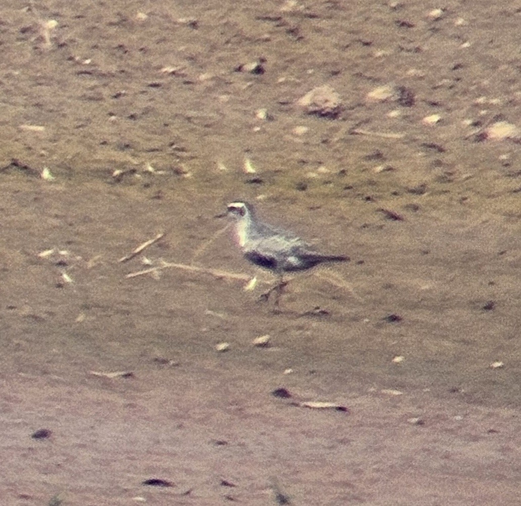 American Golden-Plover - ML641824778