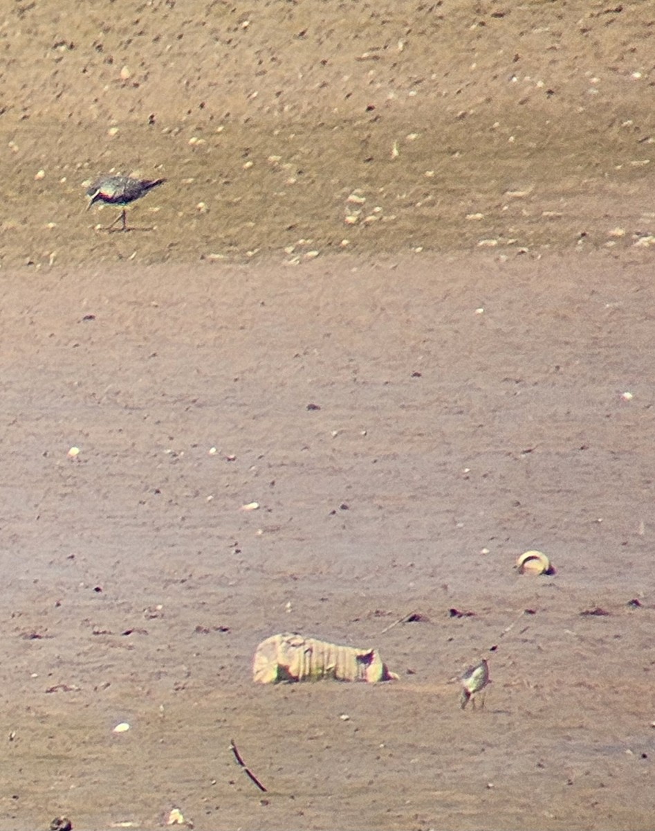 American Golden-Plover - ML641824779