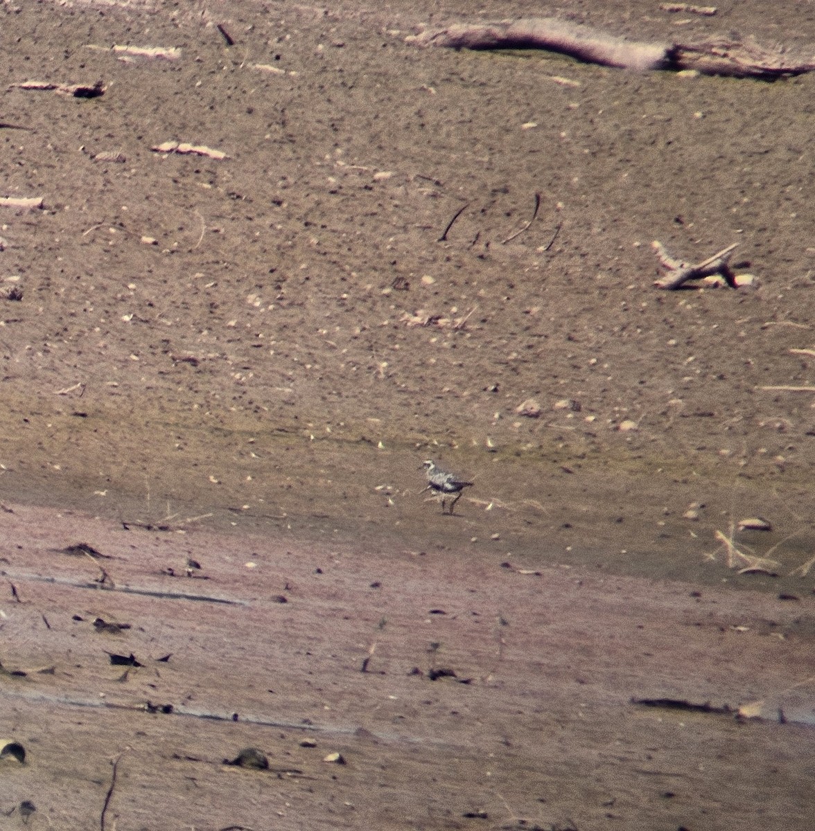 American Golden-Plover - ML641824781