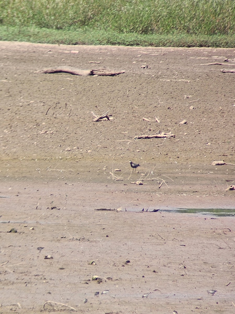 American Golden-Plover - ML641824782