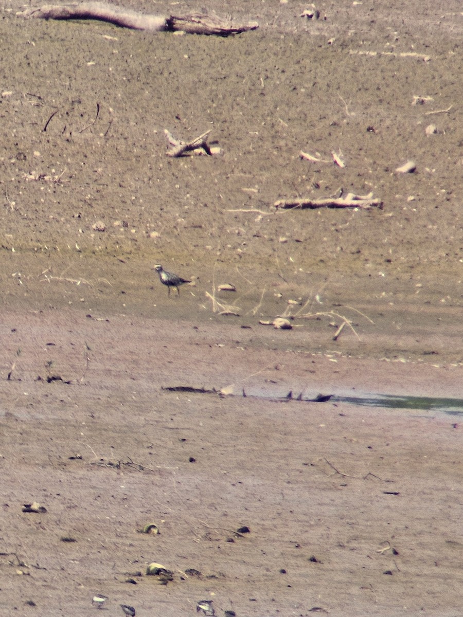 American Golden-Plover - ML641824783
