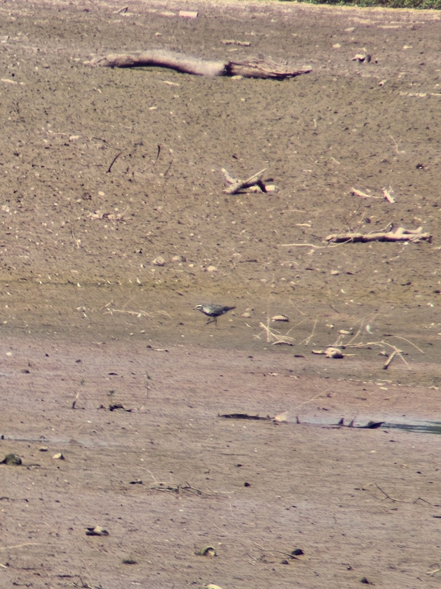 American Golden-Plover - ML641824784