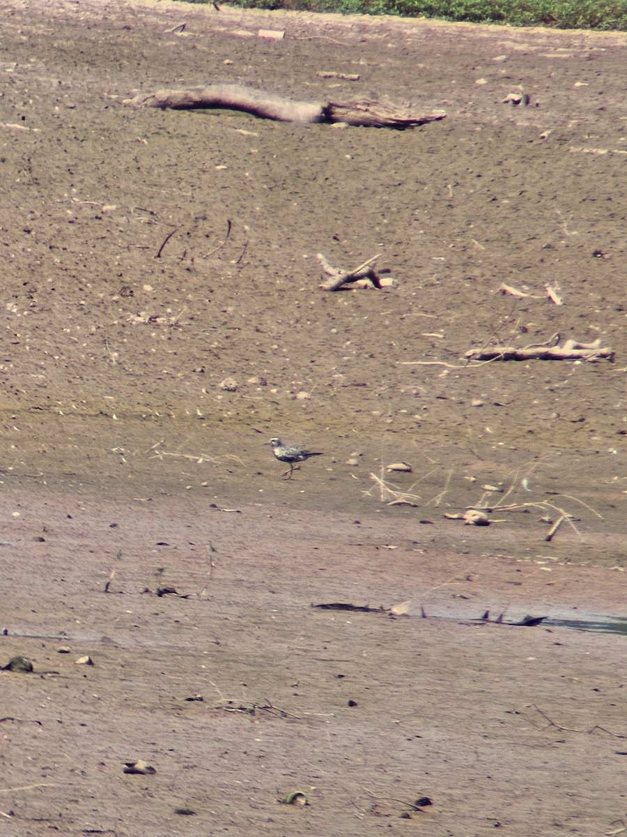 American Golden-Plover - ML641824785