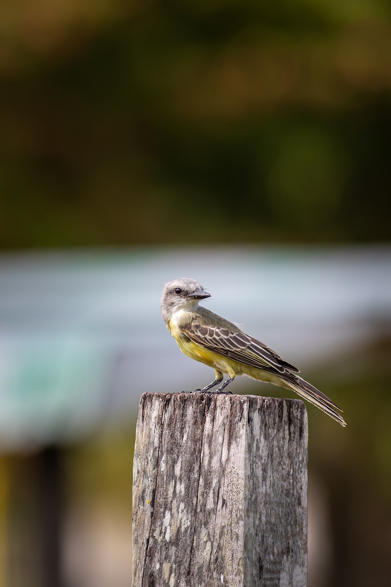 Couch's Kingbird - ML641824792