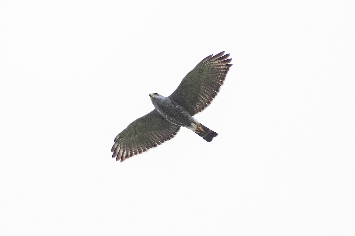 Gray Hawk - ML641824816