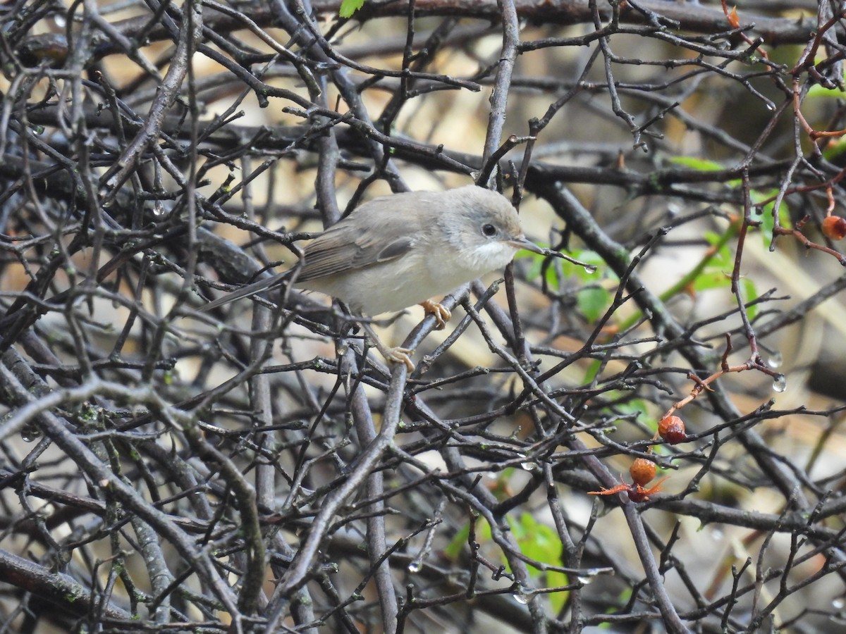 Eastern Subalpine Warbler - ML641824836