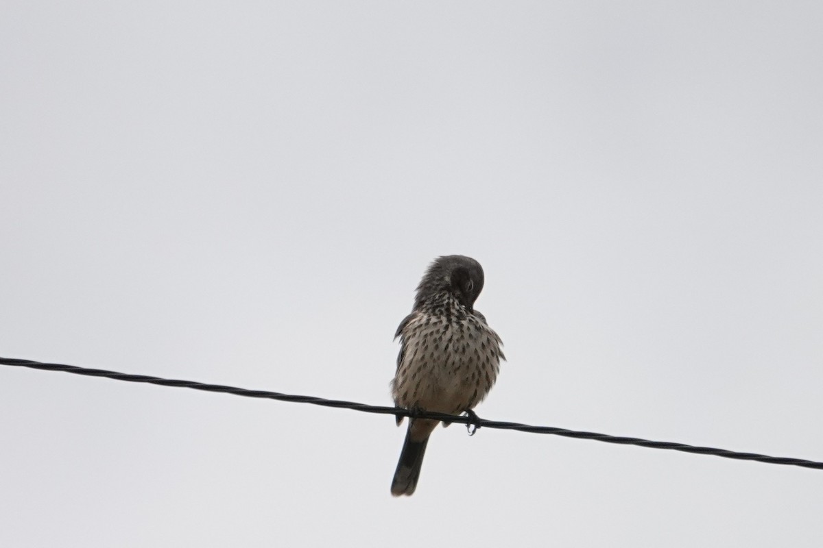 Sage Thrasher - ML641824848