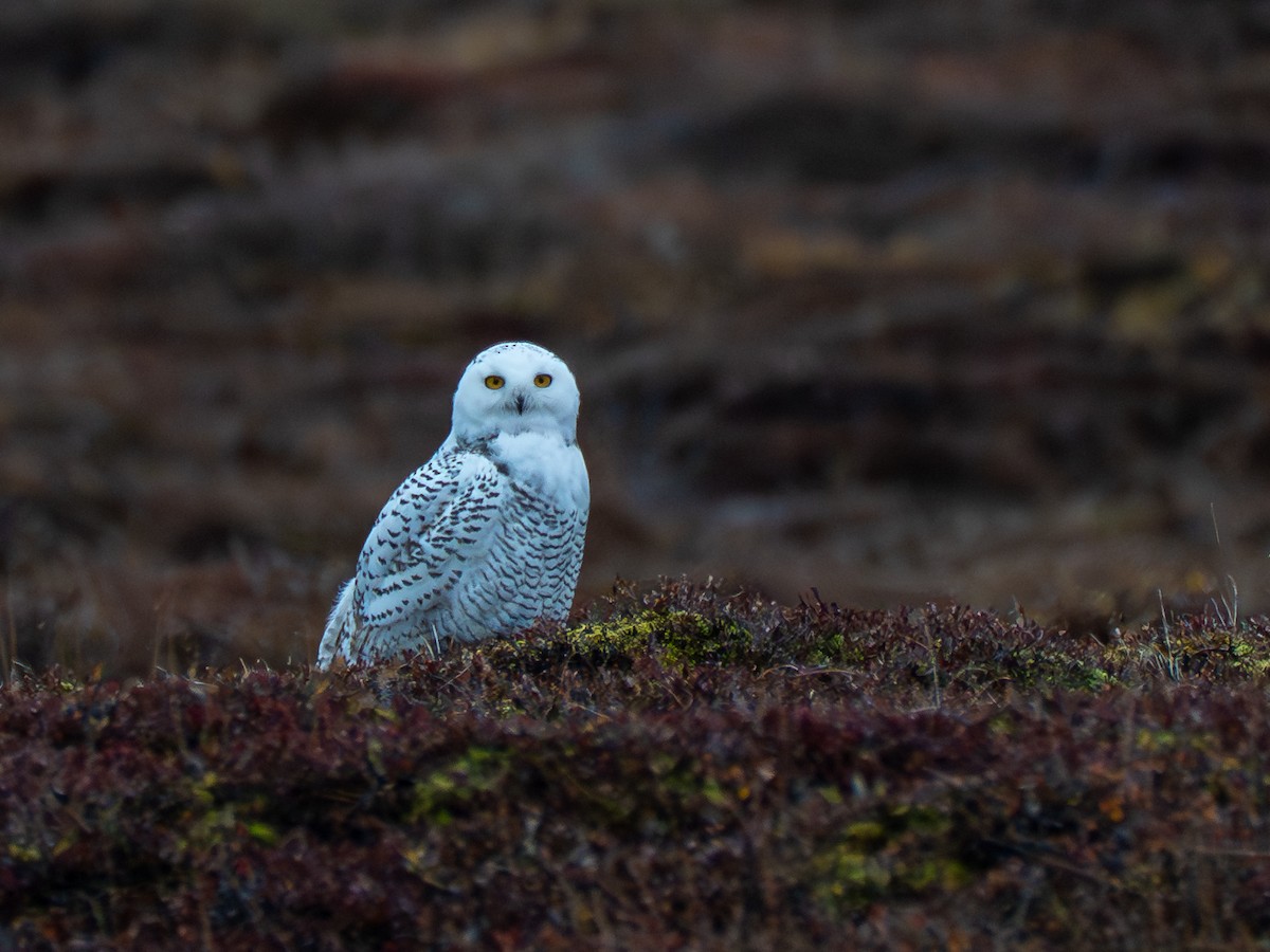 Snowy Owl - ML641824875