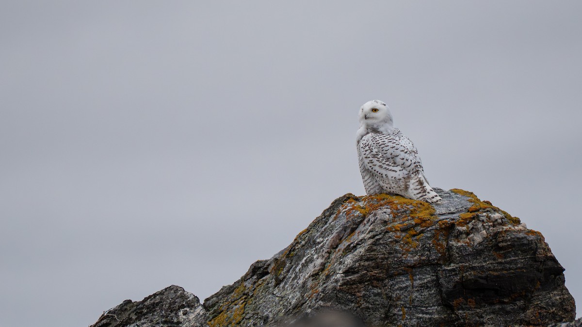 Snowy Owl - ML641824877