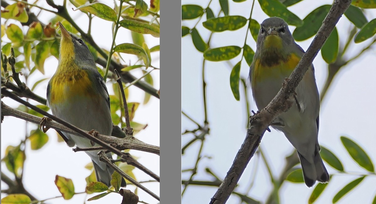 Northern Parula - ML641824888