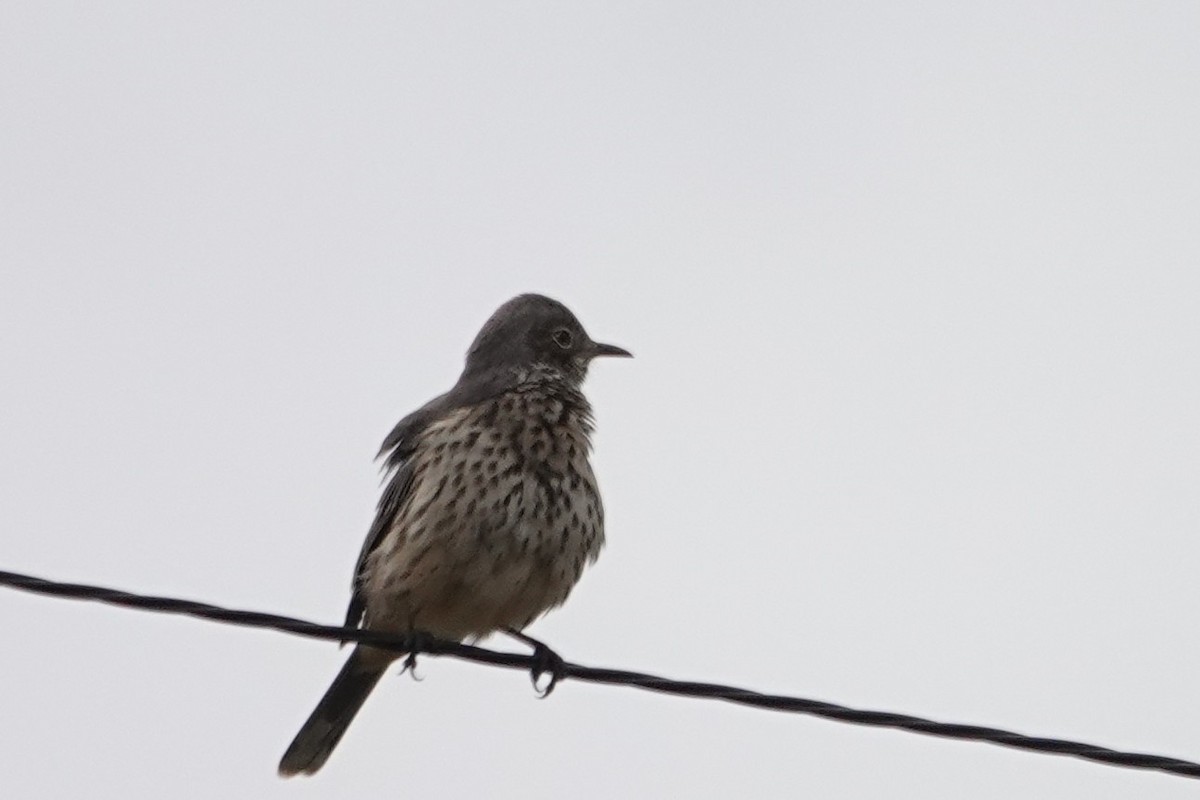 Sage Thrasher - ML641824889