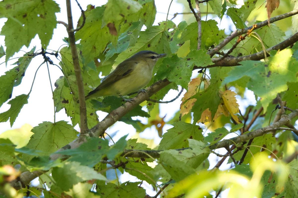 Red-eyed Vireo - ML641824896