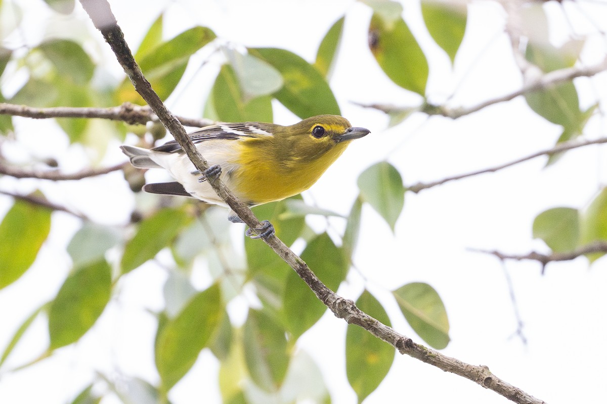 Sarı Gerdanlı Vireo - ML641824901