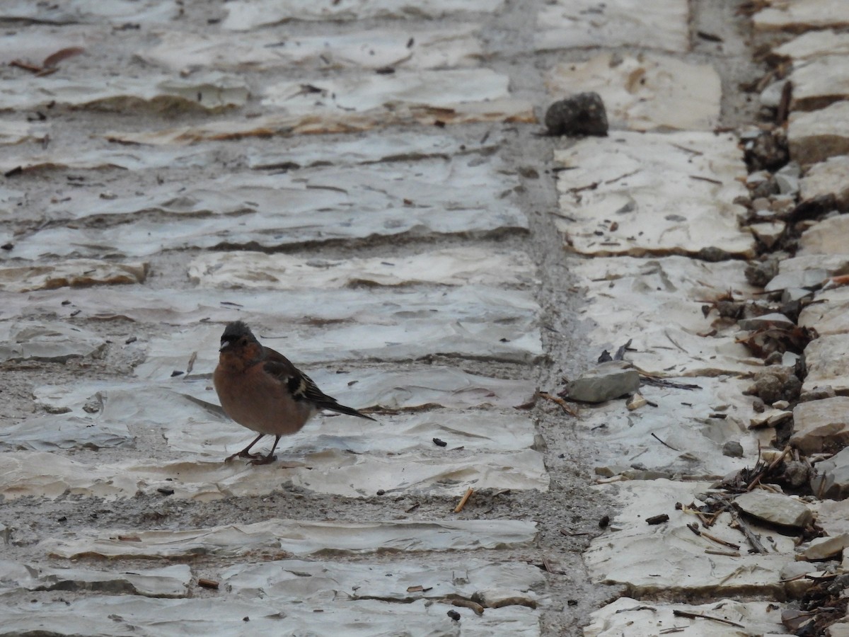 Common Chaffinch - ML641824920