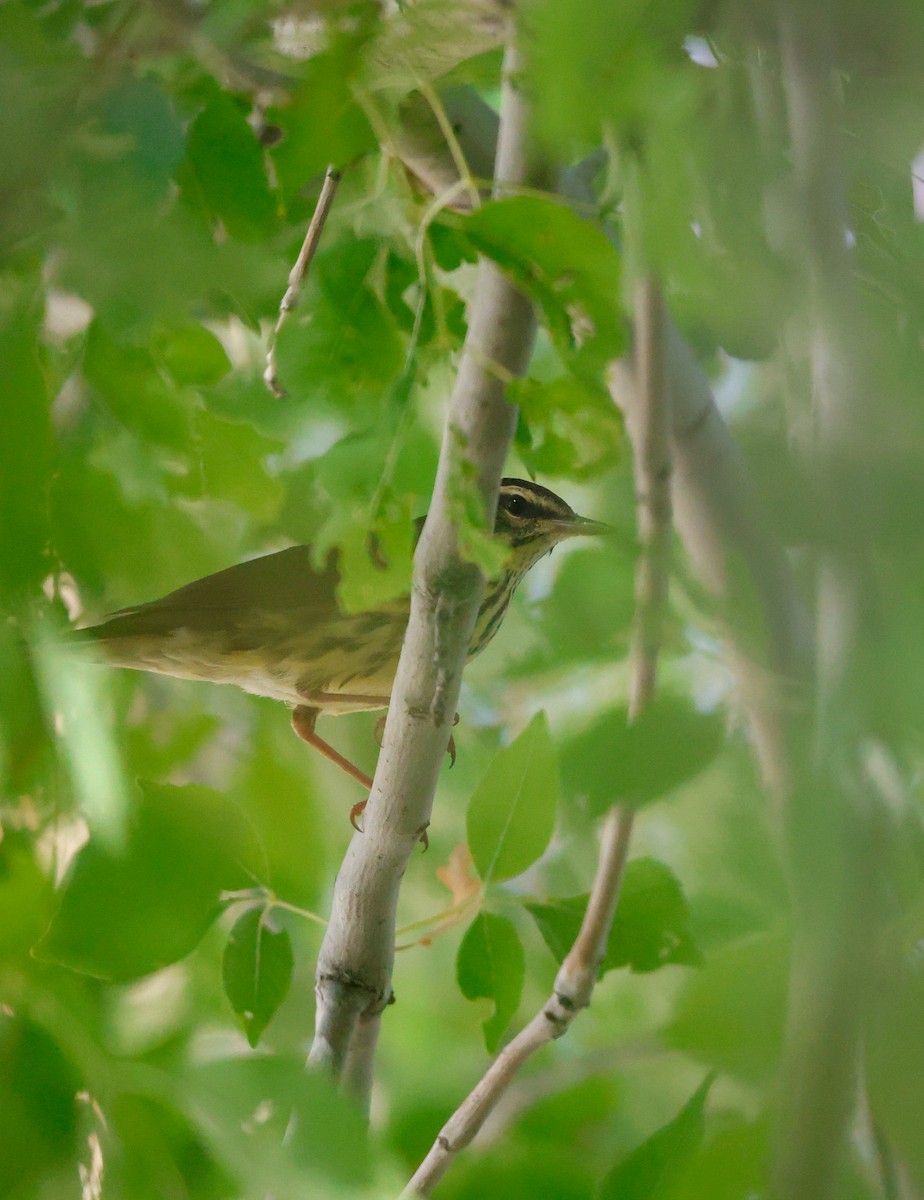 Northern Waterthrush - ML641824930