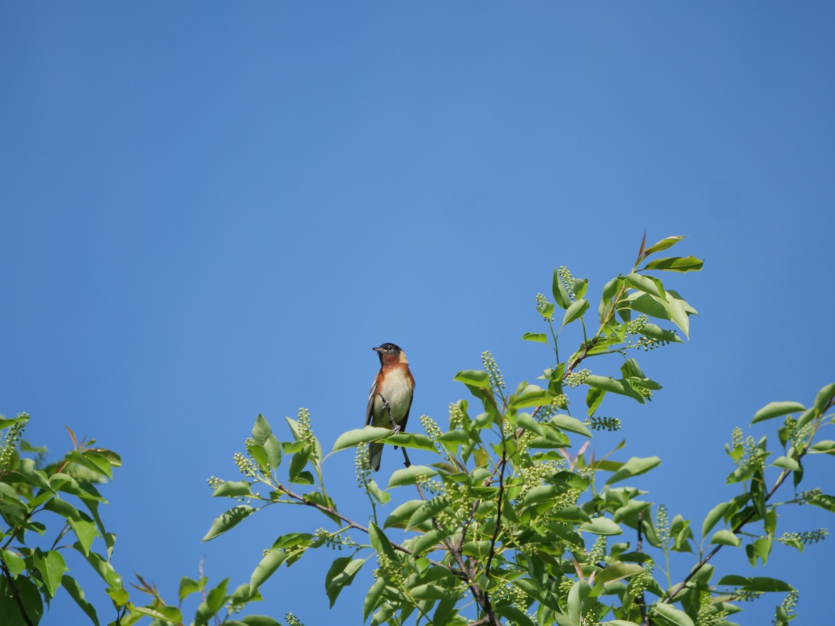 Bay-breasted Warbler - ML641824933
