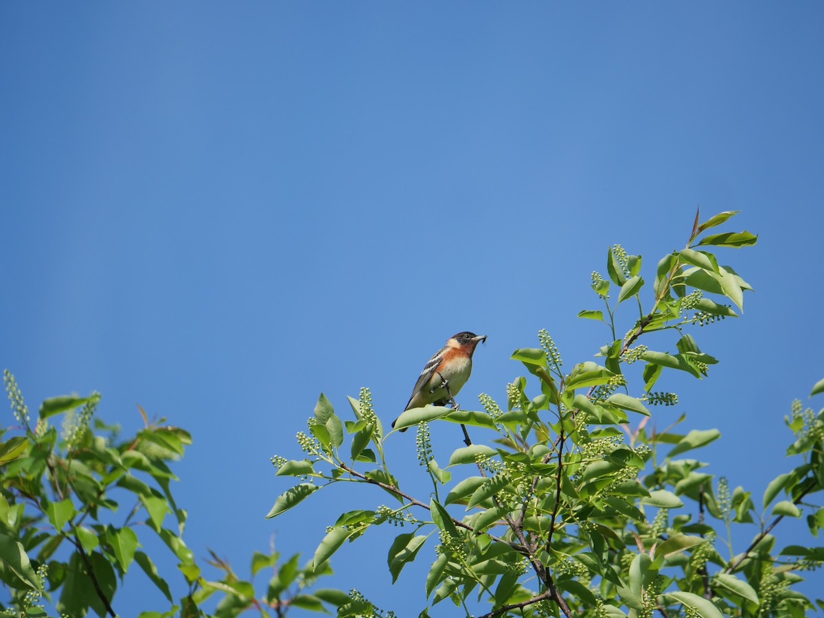 Bay-breasted Warbler - ML641824935