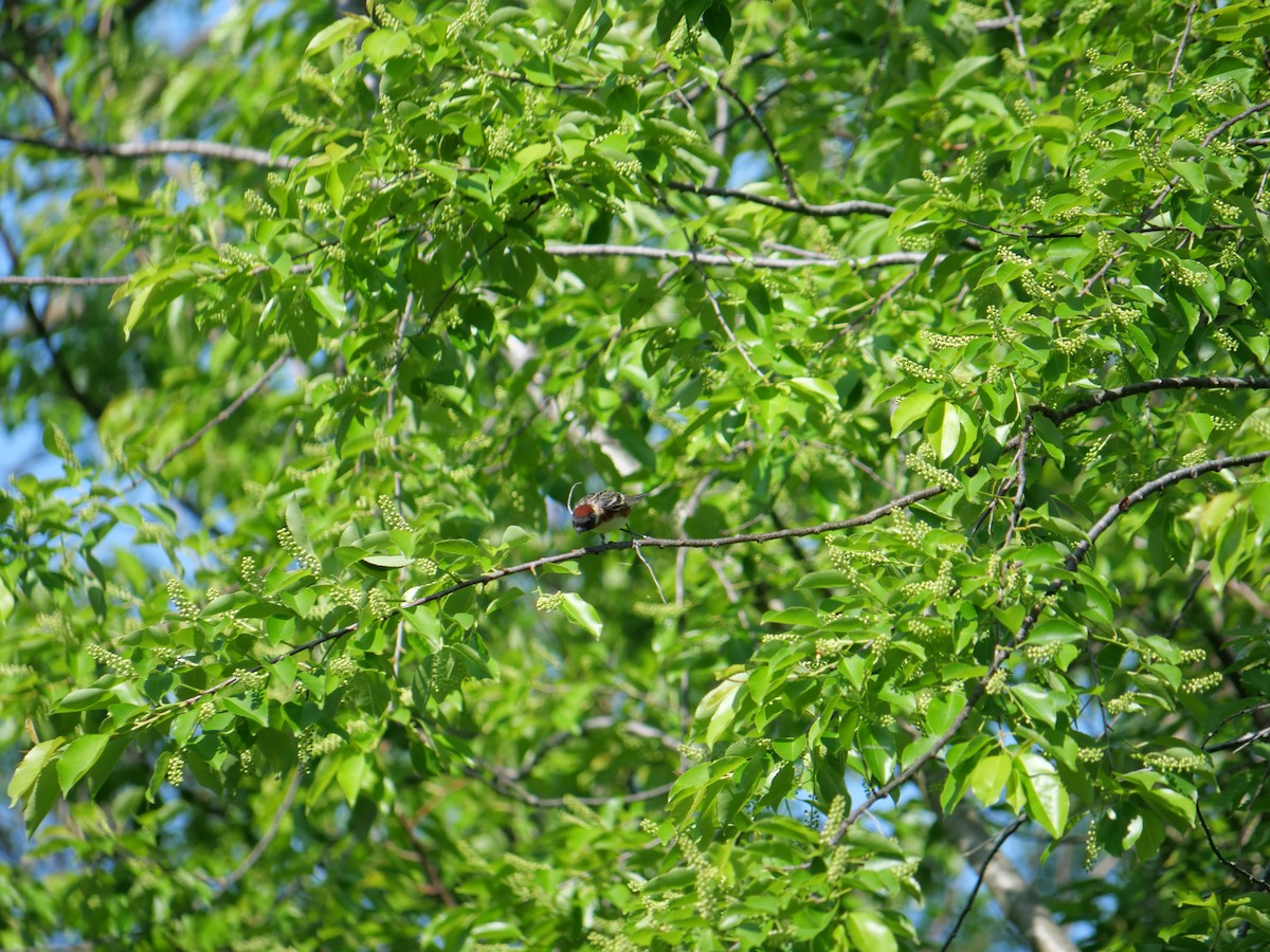 Bay-breasted Warbler - ML641824936