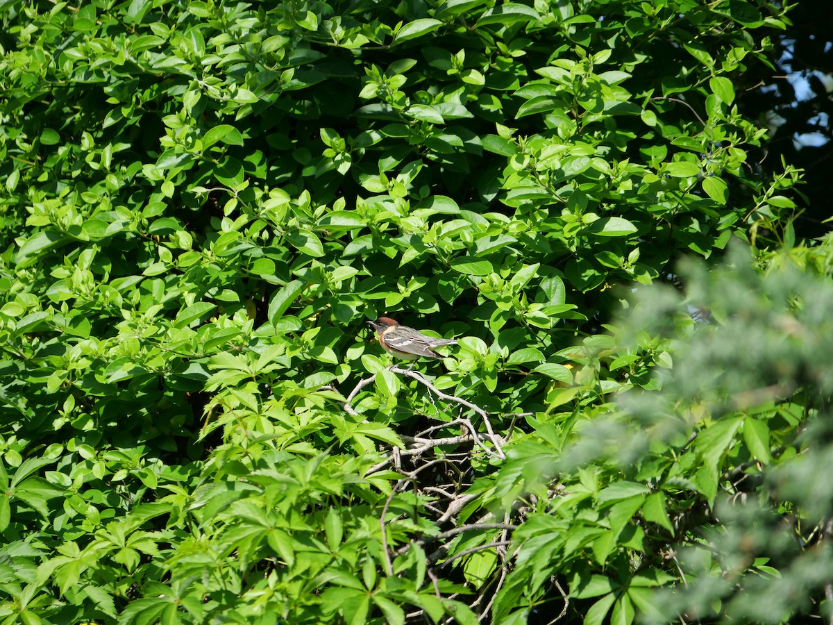 Bay-breasted Warbler - ML641824937