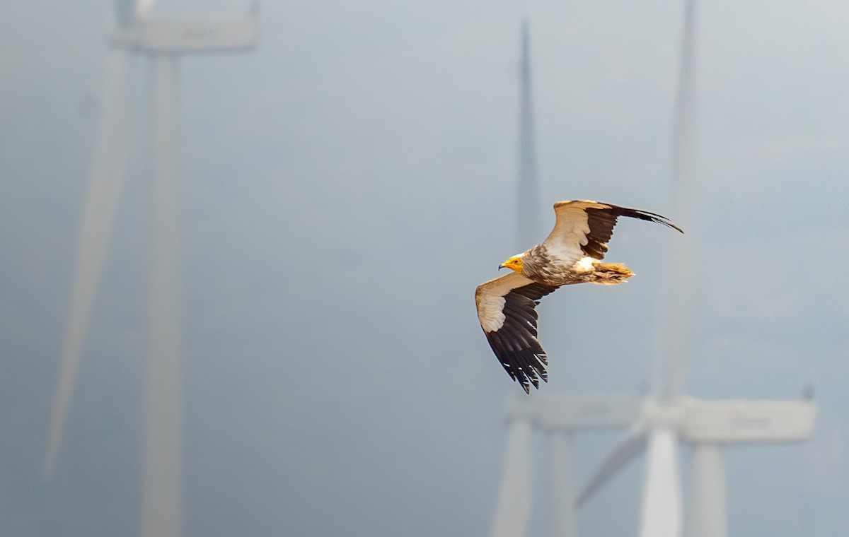 Egyptian Vulture - ML641824939