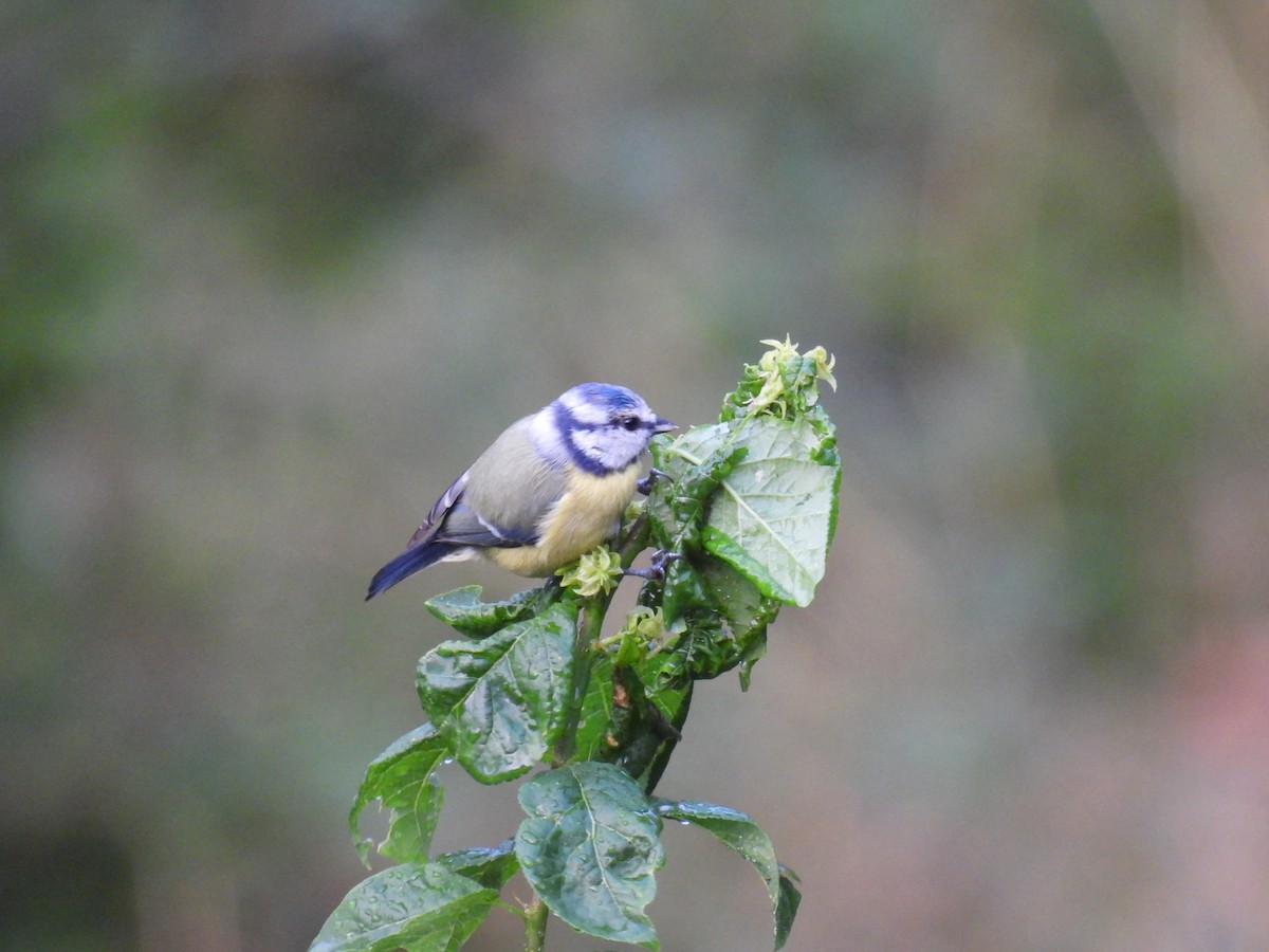 Eurasian Blue Tit - ML641824945