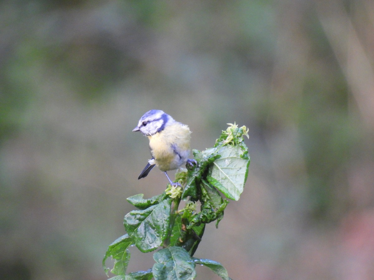 Eurasian Blue Tit - ML641824946
