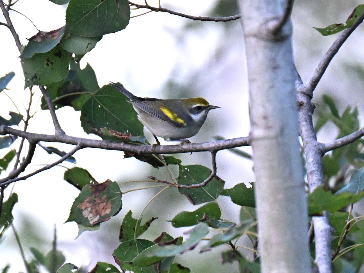 Golden-winged Warbler - ML641824948