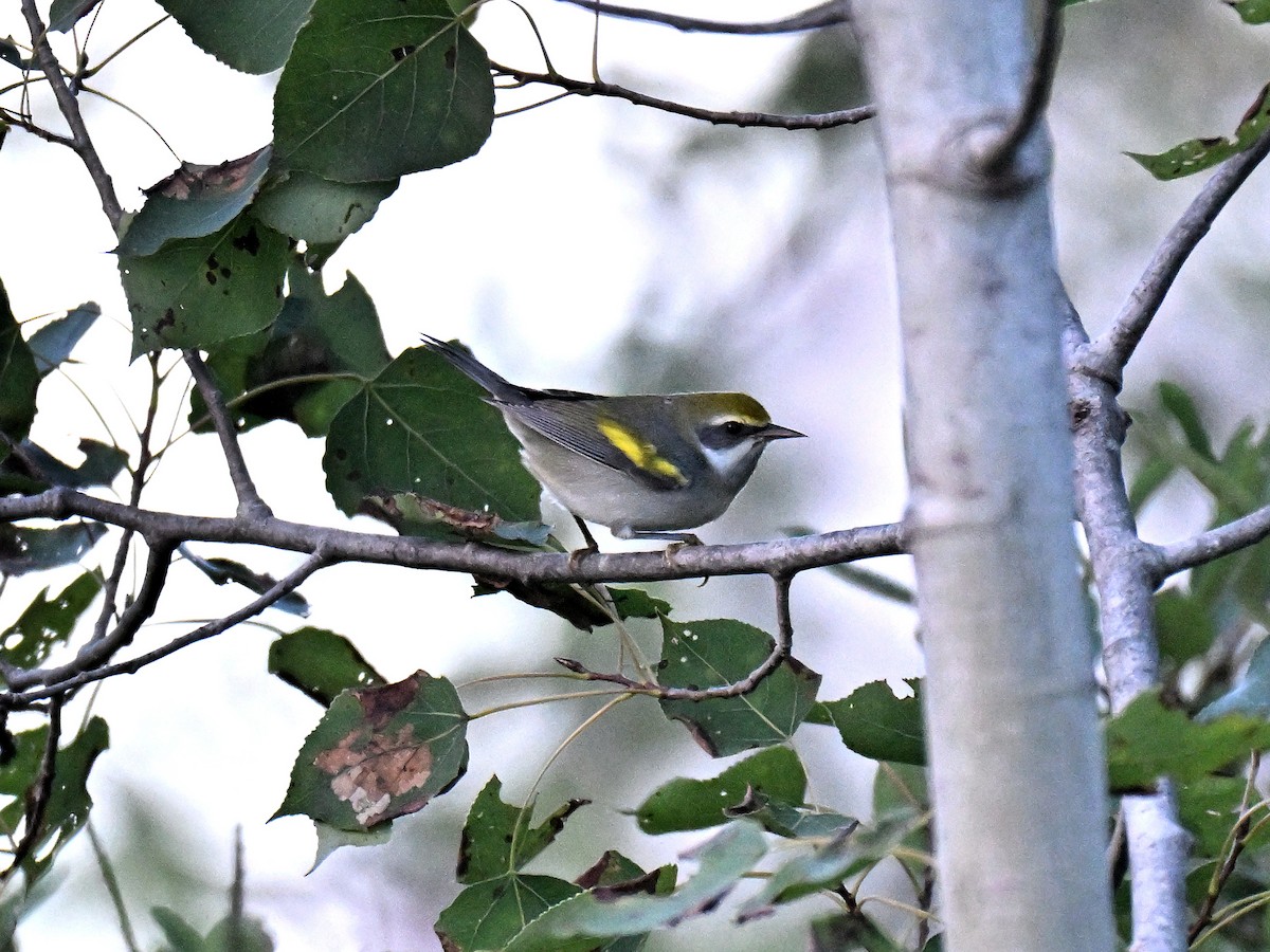 Golden-winged Warbler - ML641824949