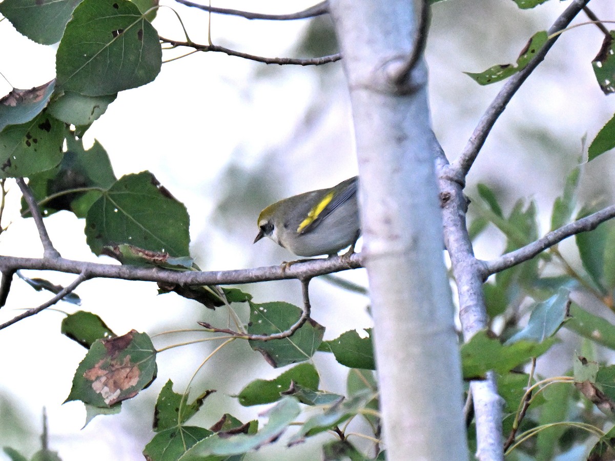 Golden-winged Warbler - ML641824950