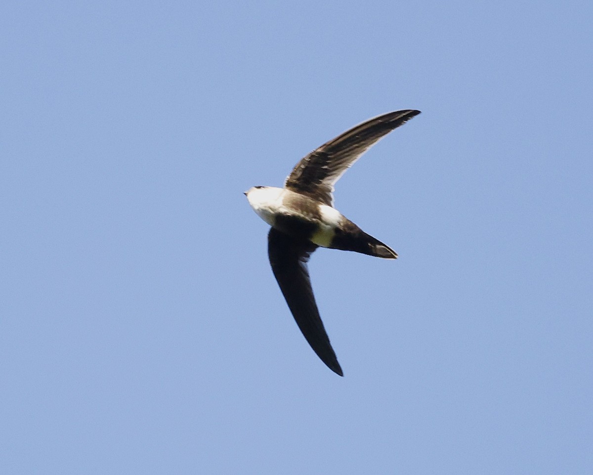 White-tipped Swift - ML641824952